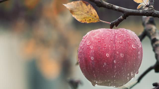 An Apple A day keeps the Doctor AwaY.