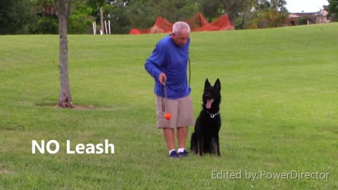 Guard Dog Training Step by Step with few simple tricks