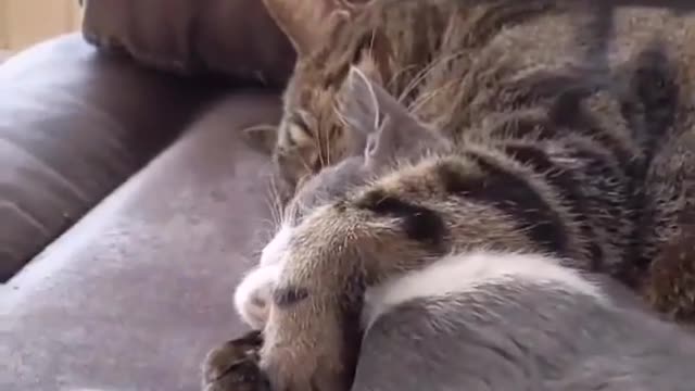 The cat sleeps with his brother and hosts him