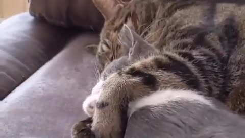 The cat sleeps with his brother and hosts him