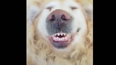 Troll Prank Dog Funny \ fake Lion and Fake Tiger Prank To dog \u0026 Huge Box Prank to dog
