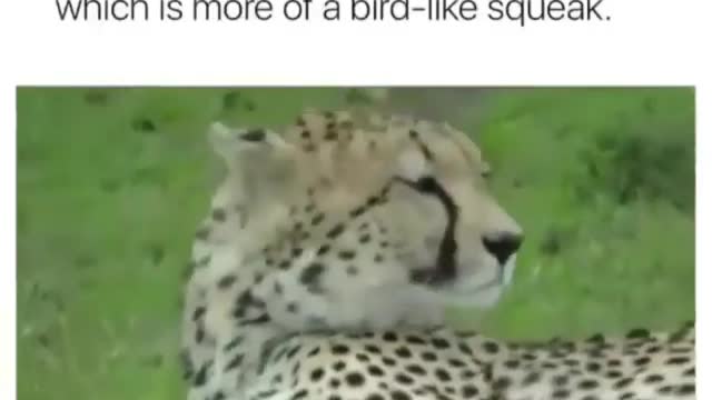 Funny Cheetahs do not roar