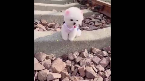 Cute moments of pet animals