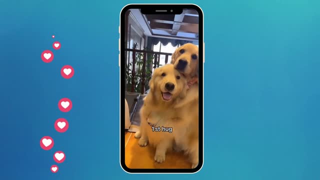 #Fun dogs#