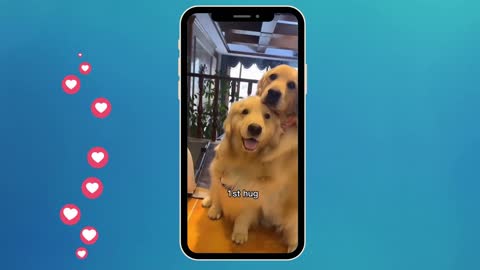 #Fun dogs#