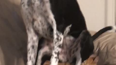 Cat Unimpressed with Dog's Place to Sit
