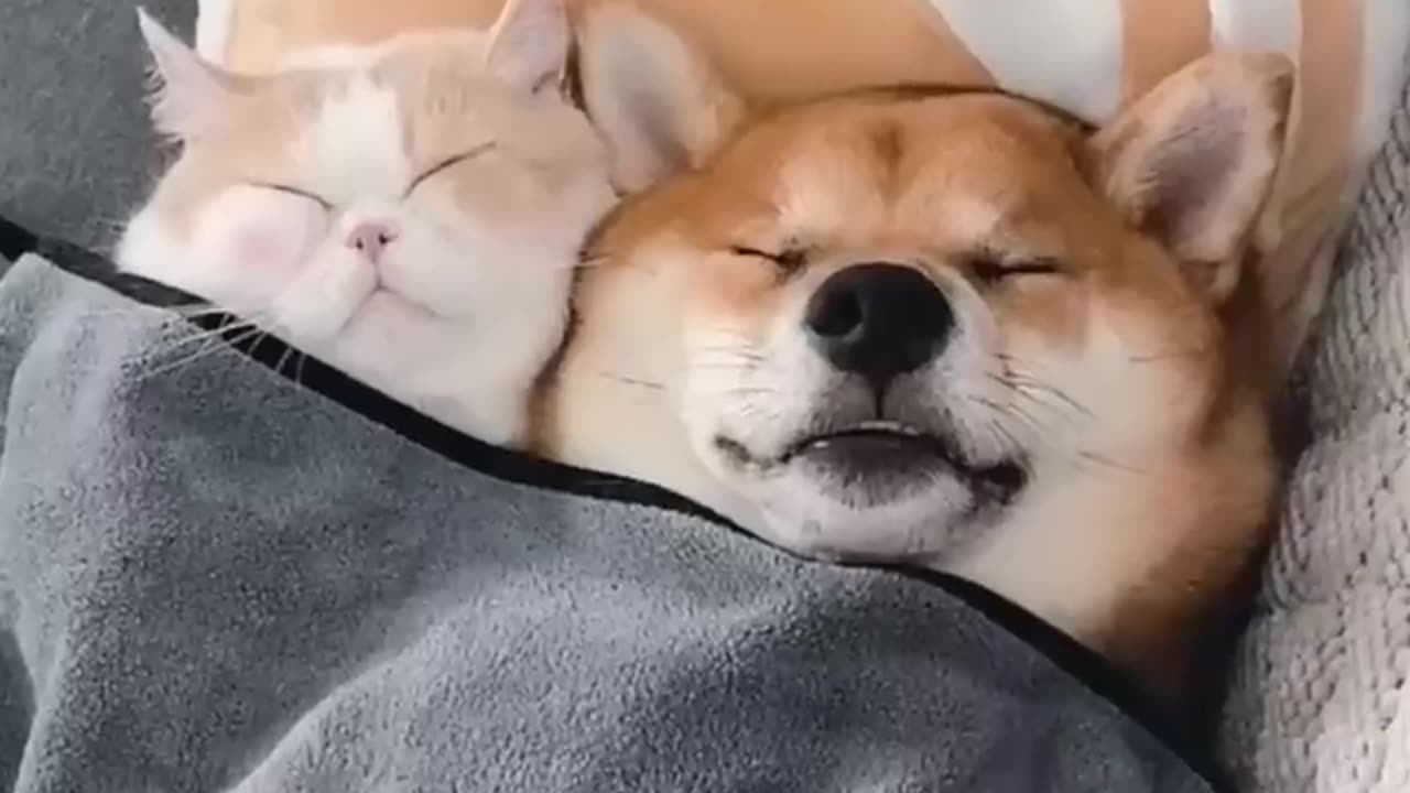 Unlikely Friendship: Astonishing Cat and Dog Duo!