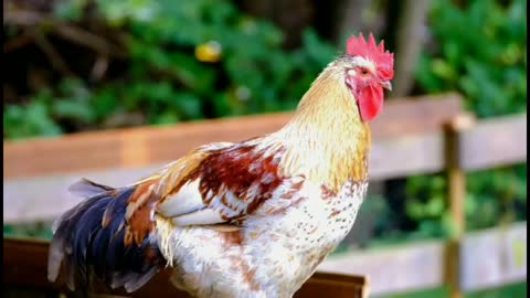 BEAUTIFUL rooster👁