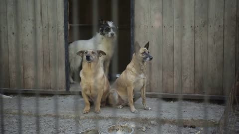 Stray dogs in the shelter