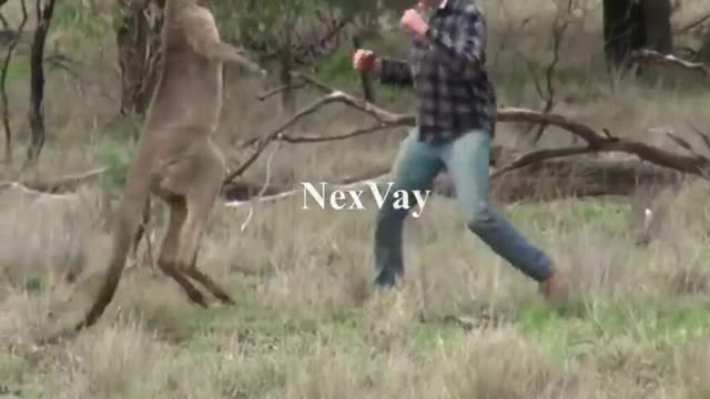 Funny video of kangaroo