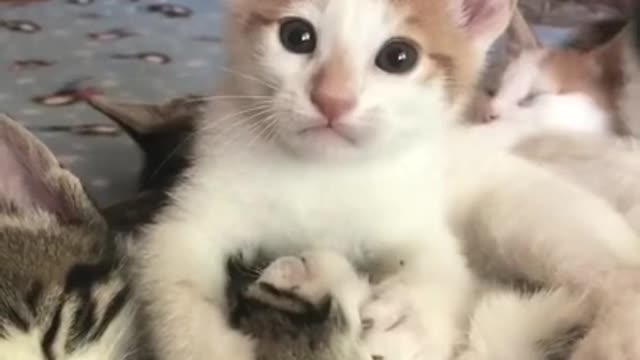funniest cat video