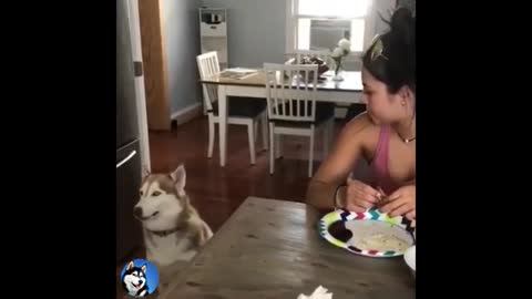 Funny Dogs Husky