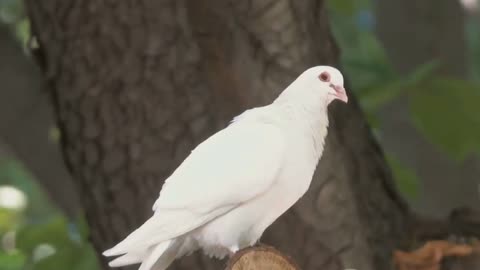 Ant and dove