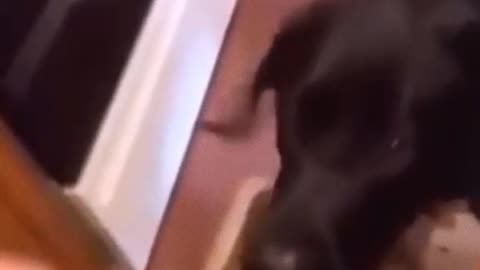 Funny dogs and cats