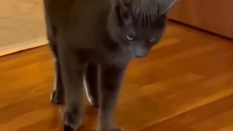 the cat stole the perfume but pretending nothing going on😹
