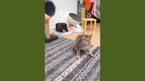 Funny Cat Videos Compilation