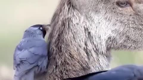 The bird and the deer are good friends and help each other