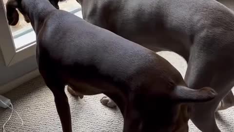 Dog's confused with reading