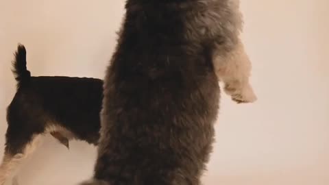 Two beautiful cute dog🐶 dance video