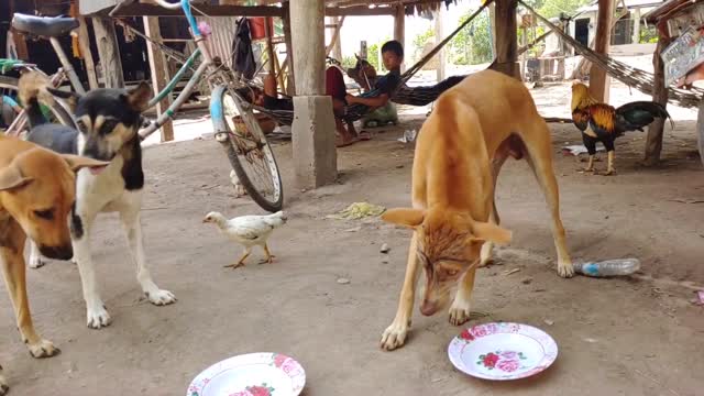 Wow Nice! Fake Tiger prank cow Dog so funny action cows.