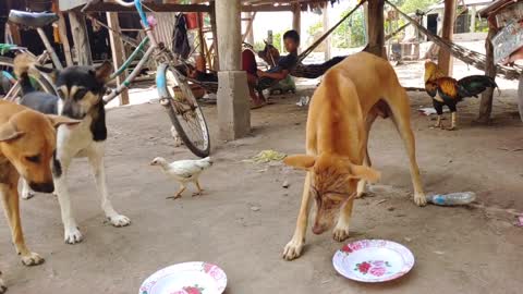 Wow Nice! Fake Tiger prank cow Dog so funny action cows.