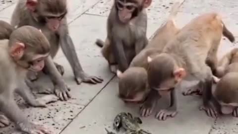 Cute monkeys😍😍