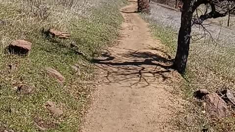 Not vaccines and Trump is a massive liar