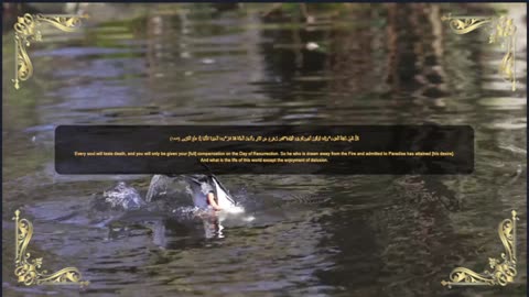 Islam Quranic verses