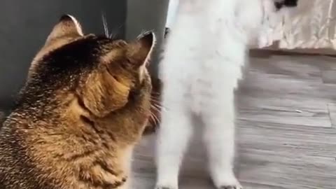 After the sneak was discovered 😸😸