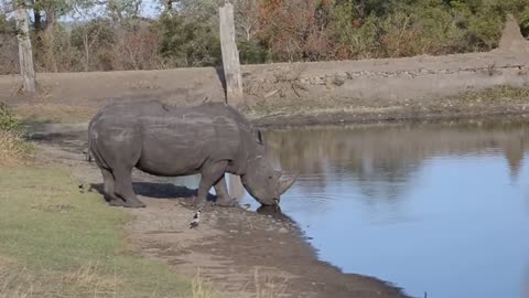 Power of Crazy Hippo - wide mouth Hippo bites everything it sees-2