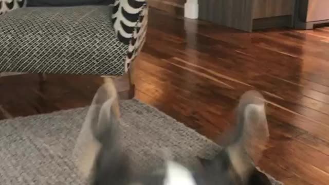 Black and white puppy runs into camera