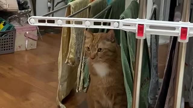 Hide cat (cat that answers the call)