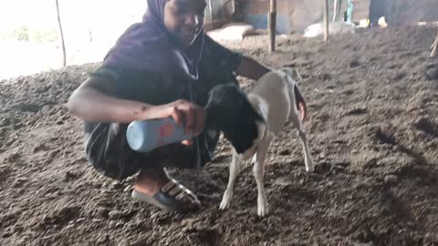 This baby lamb is adorable
