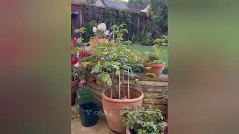 20 minutes of adorable cats and kittens videos to keep you smiling