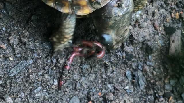 A Hungry Little Turtle 03