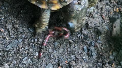 A Hungry Little Turtle 03