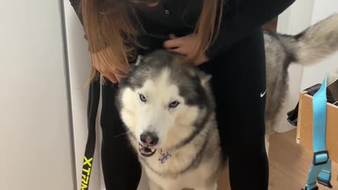 Dog Wants Walk, Doesn't Walk Jog