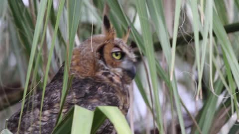 Great Horned Owl screeching call