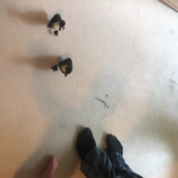 Hilarious little ducks love to follow the cute baby