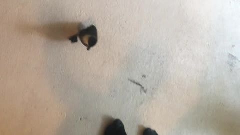 Hilarious little ducks love to follow the cute baby