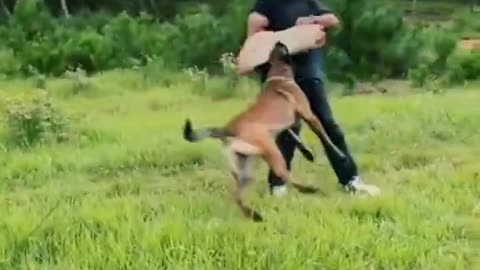 Dog training