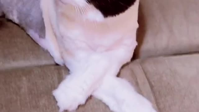 shesalady#classy#cat