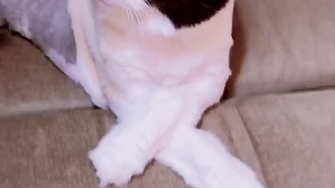 shesalady#classy#cat