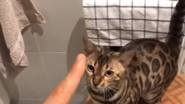 Teach your cat sit and stay . A life.changing trick