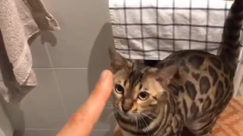 Teach your cat sit and stay . A life.changing trick