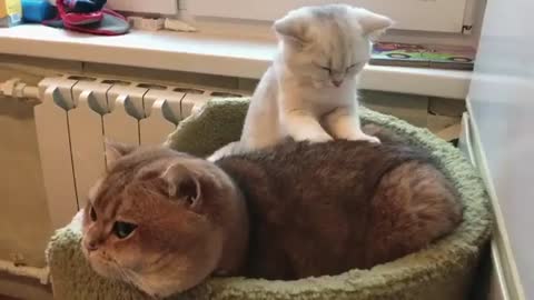 Humans and Cats, Best Friends Forever