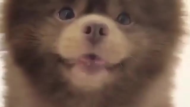 Such a handsome puppy, holding a small ball, finds the owner to pull