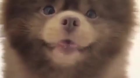 Such a handsome puppy, holding a small ball, finds the owner to pull