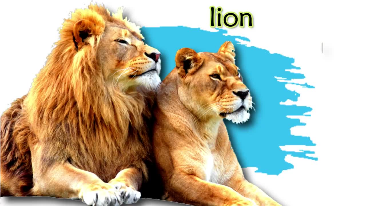 Sound and animal name
