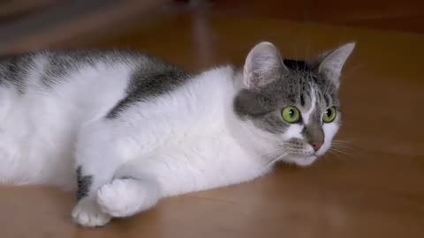 Cats funny videos and training